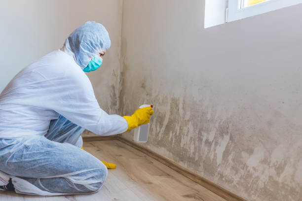 Licensed Attic Mold Removal service in Hightstown, NJ - WQB Mold Removal