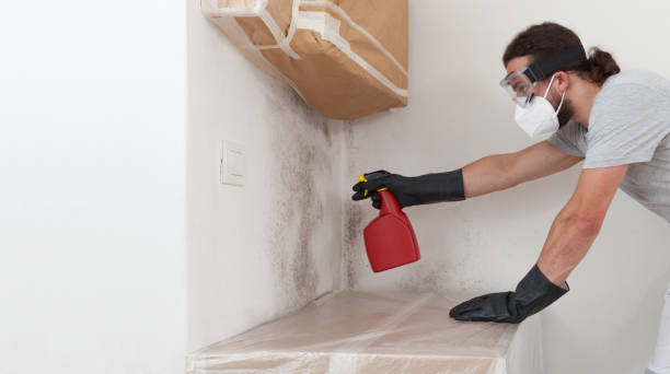 Professional Attic Mold Removal technician working in Hightstown, NJ