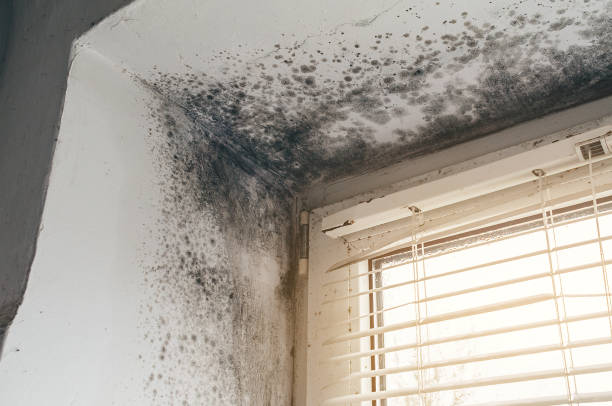 Affordable Attic Mold Removal solutions in Hightstown, NJ