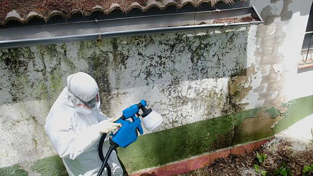 Top rated local Attic Mold Removal specialists in Hightstown, NJ
